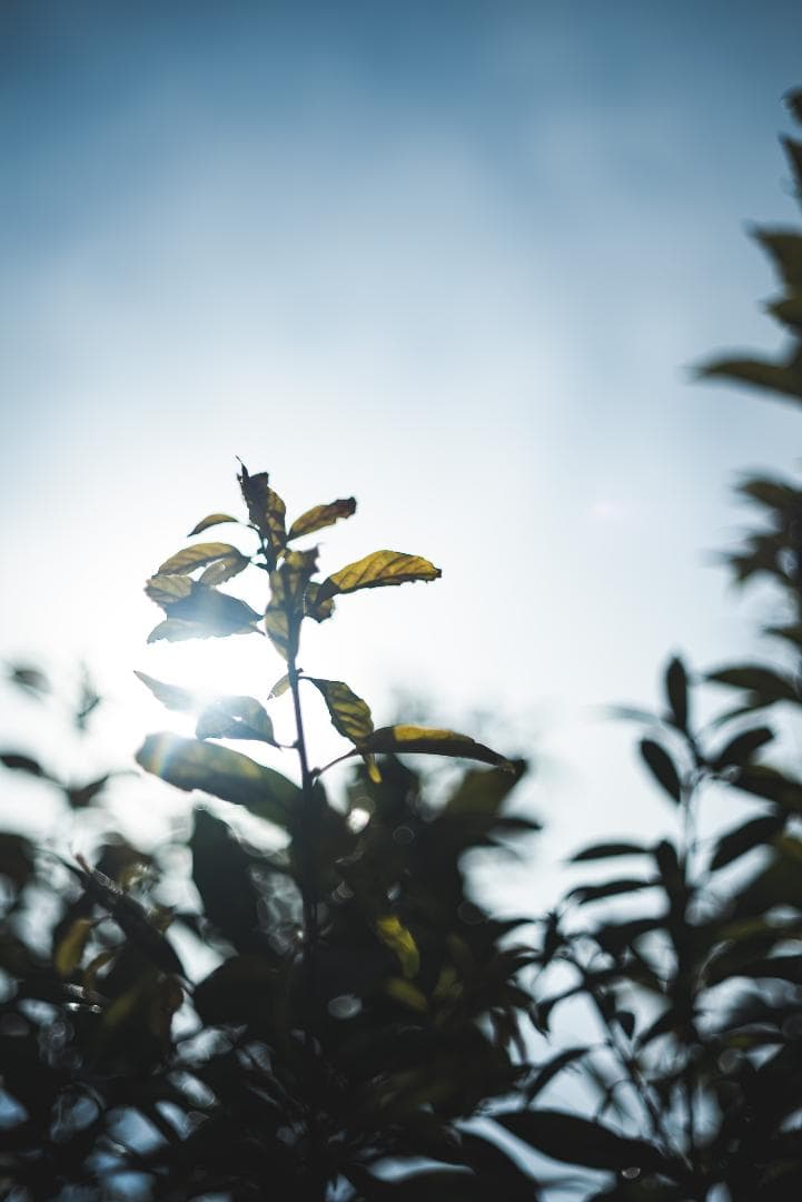 隠れバブルボケレンズ！コニカ Hexanon AR 52mm F1.8シルバー