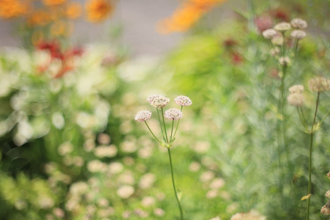 《希少》C.C Auto Petri 50mm F1.7（M42）【良品】