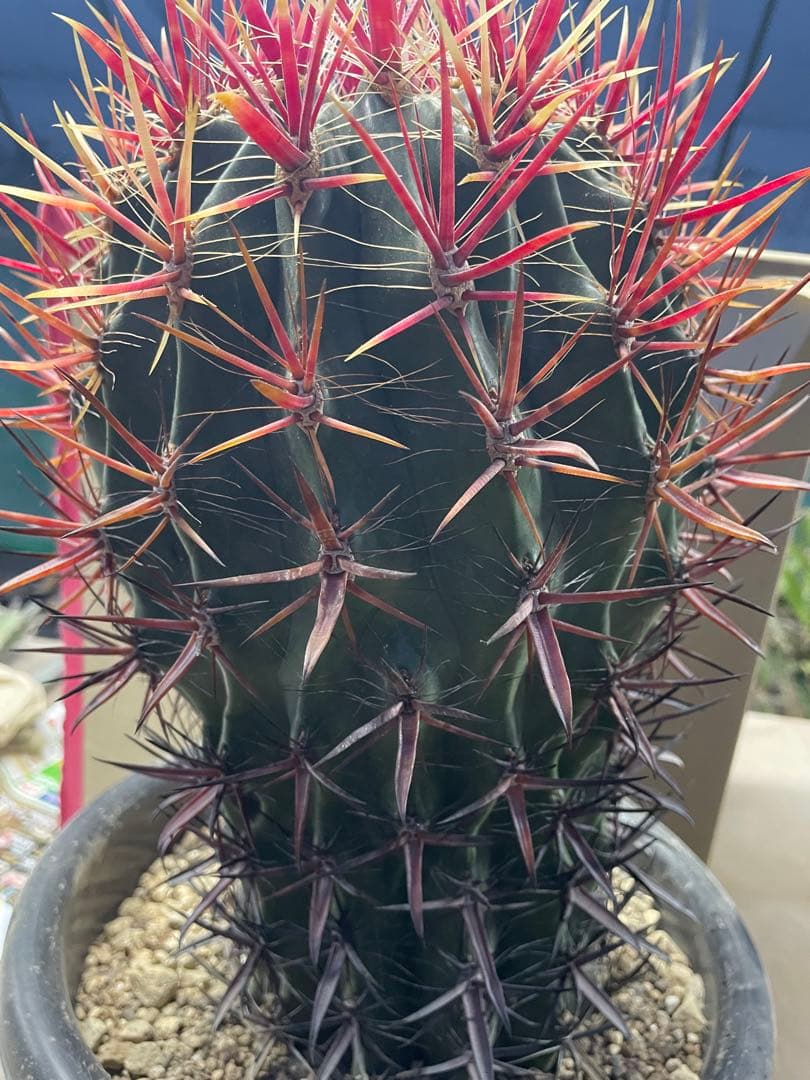 サボテン フェロカクタス 神仙玉 古株 大株 巨大 お正月特価