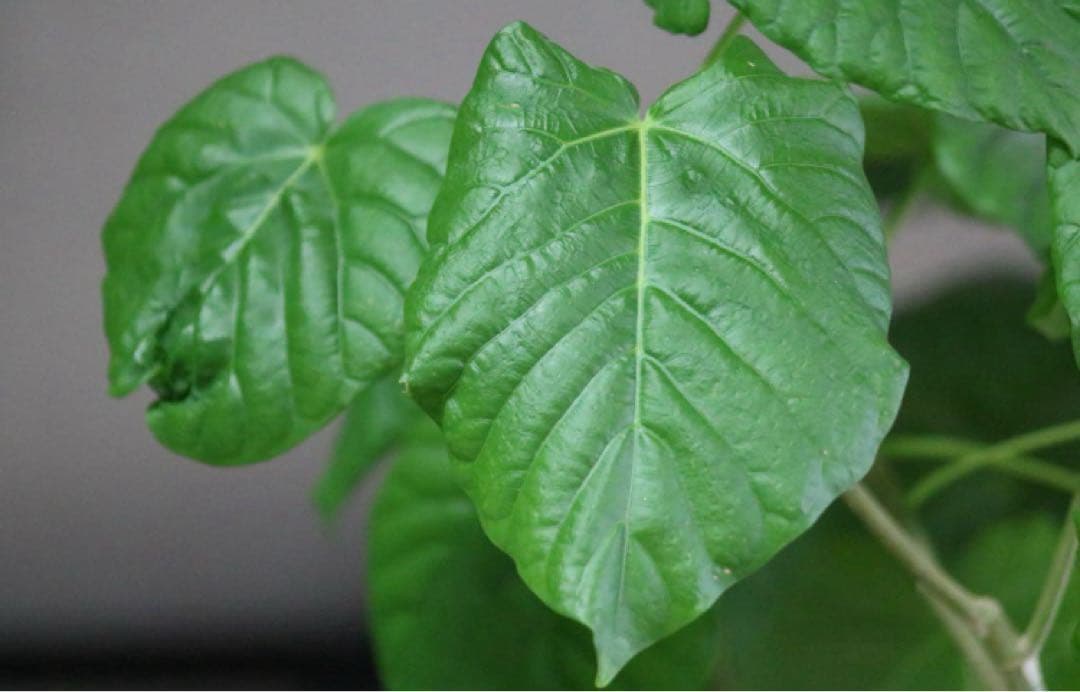 ❤️美品入荷❤️Canon 75-300mm Canon 望遠レンズ