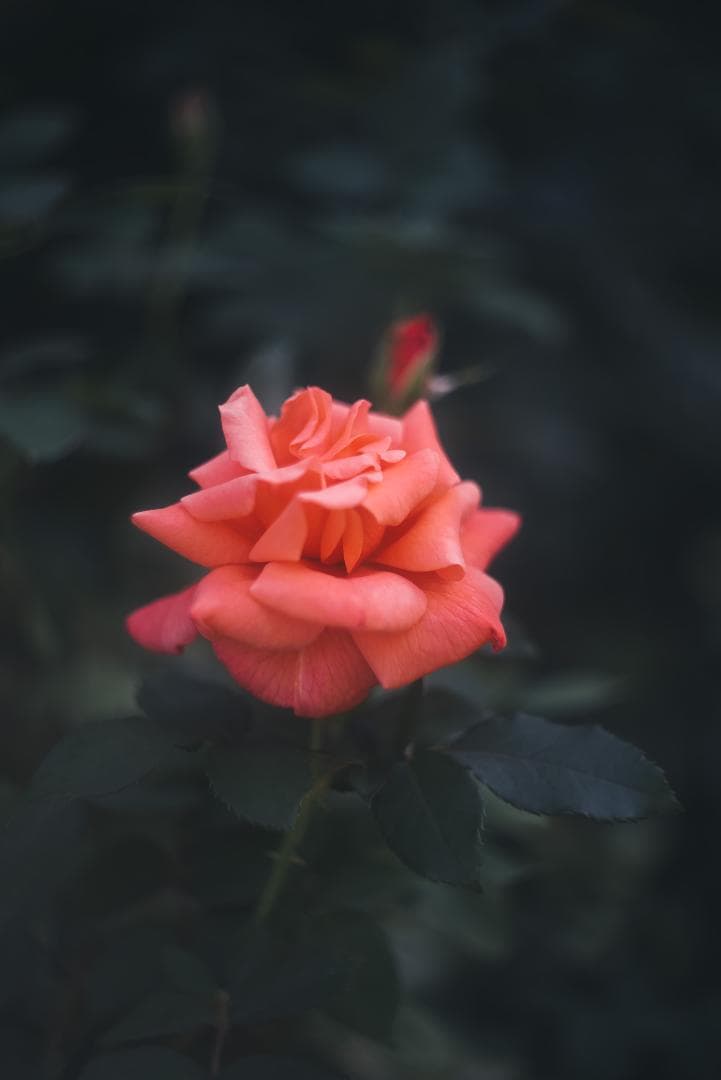 光が滲むライカの癖玉！Leica Summar 50mm f2 オールドレンズ