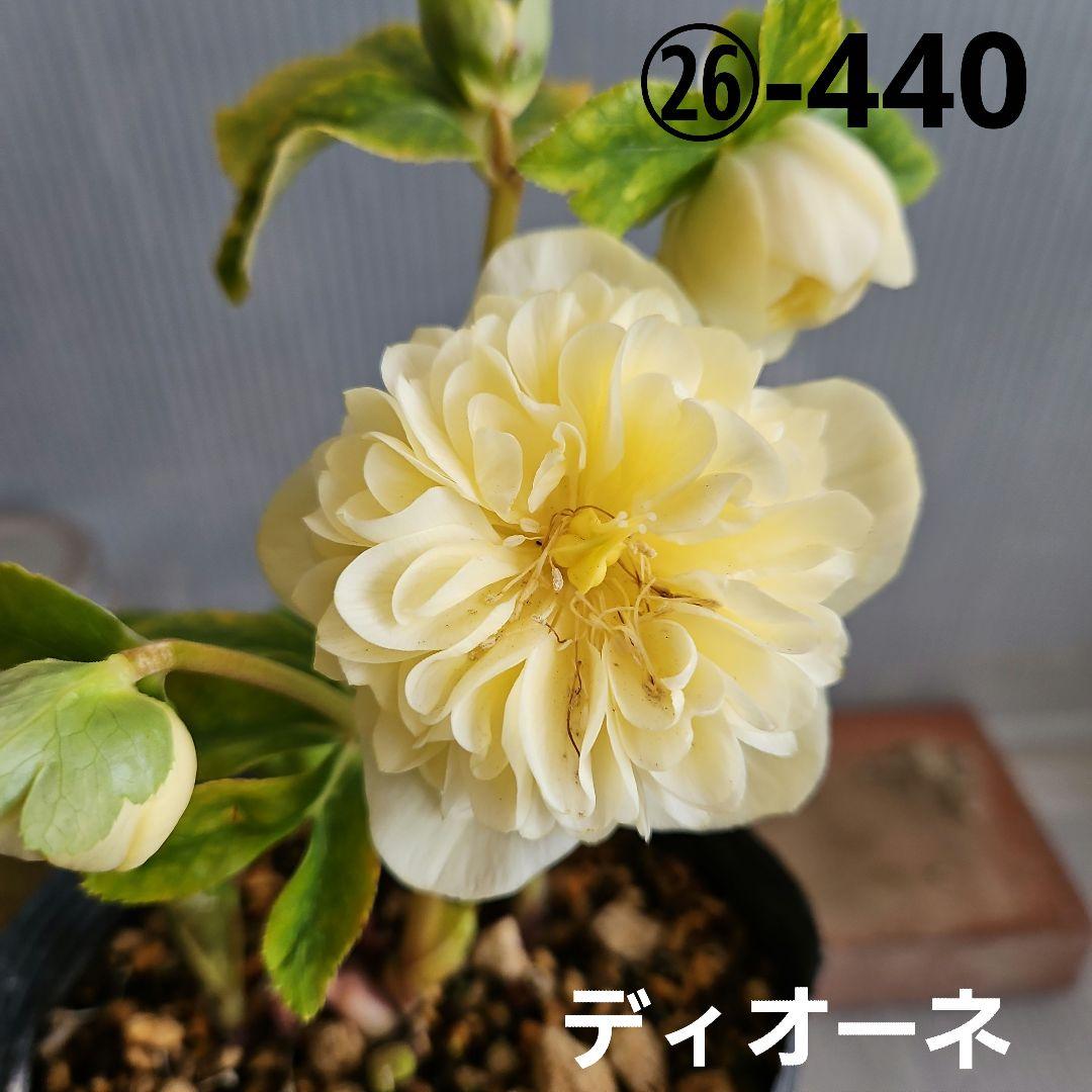 ★チョラコ☆様お取り置き苗㉖-440㉖-487クリスマスローズ