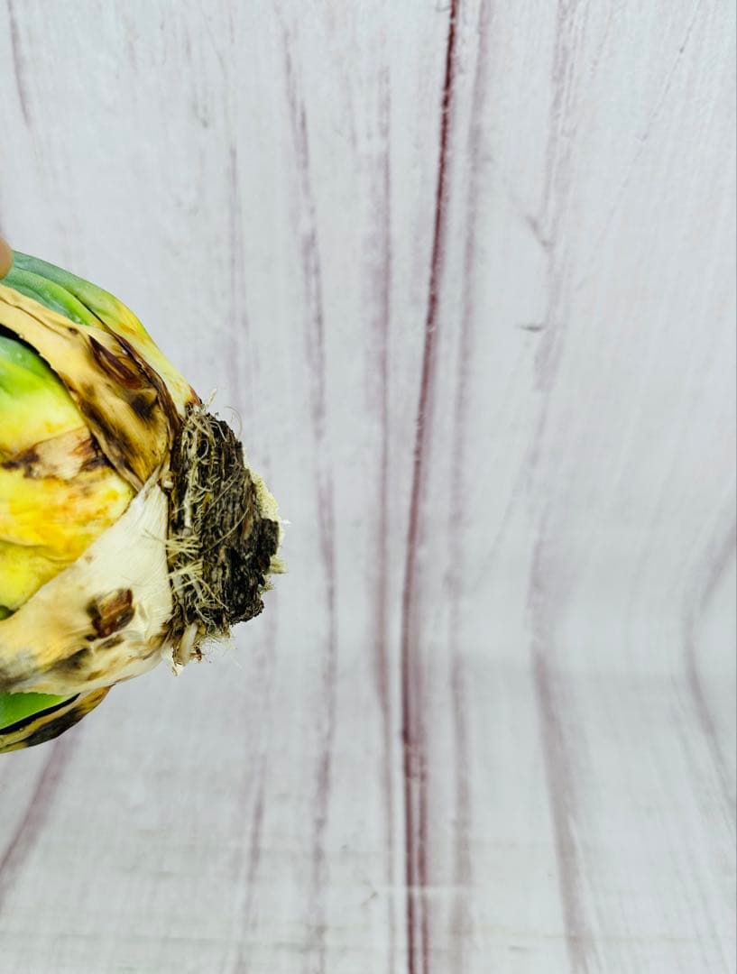 72 アガベ ユタエンシス エボリスピナ 黒棘 短棘 陽炎 ボール型 太棘