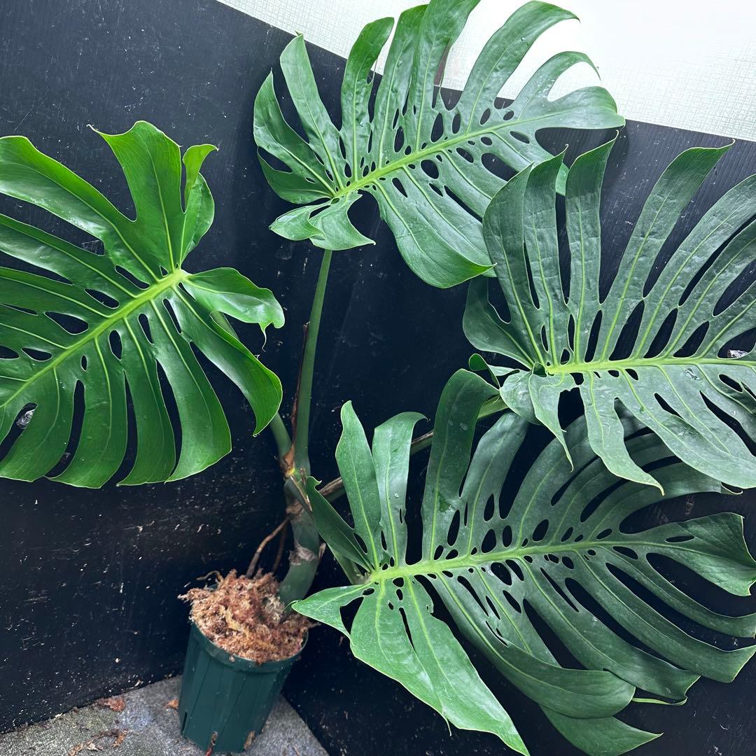 R*u様 モンステラデリシオーサマクロコズム超希少系統鉢植え108㎝レア