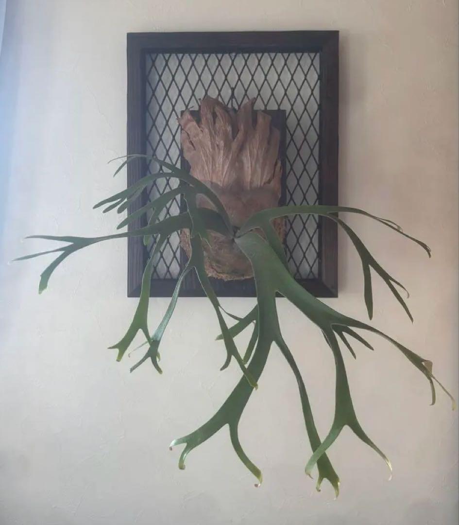 さ*う様 P. willinckii 'Queen Sawangan'