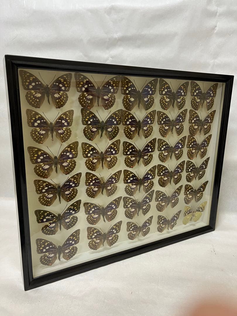 希少蝶の標本オオムラサキ等採取1982/1987等ケース約50x42x6cm