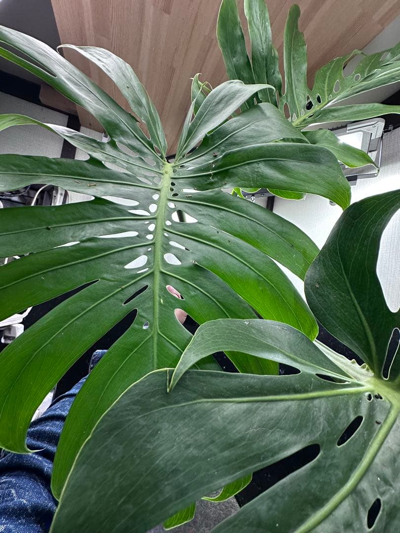 よ*君様 モンステラデリシオーサマクロコズム超希少系統鉢植え79㎝