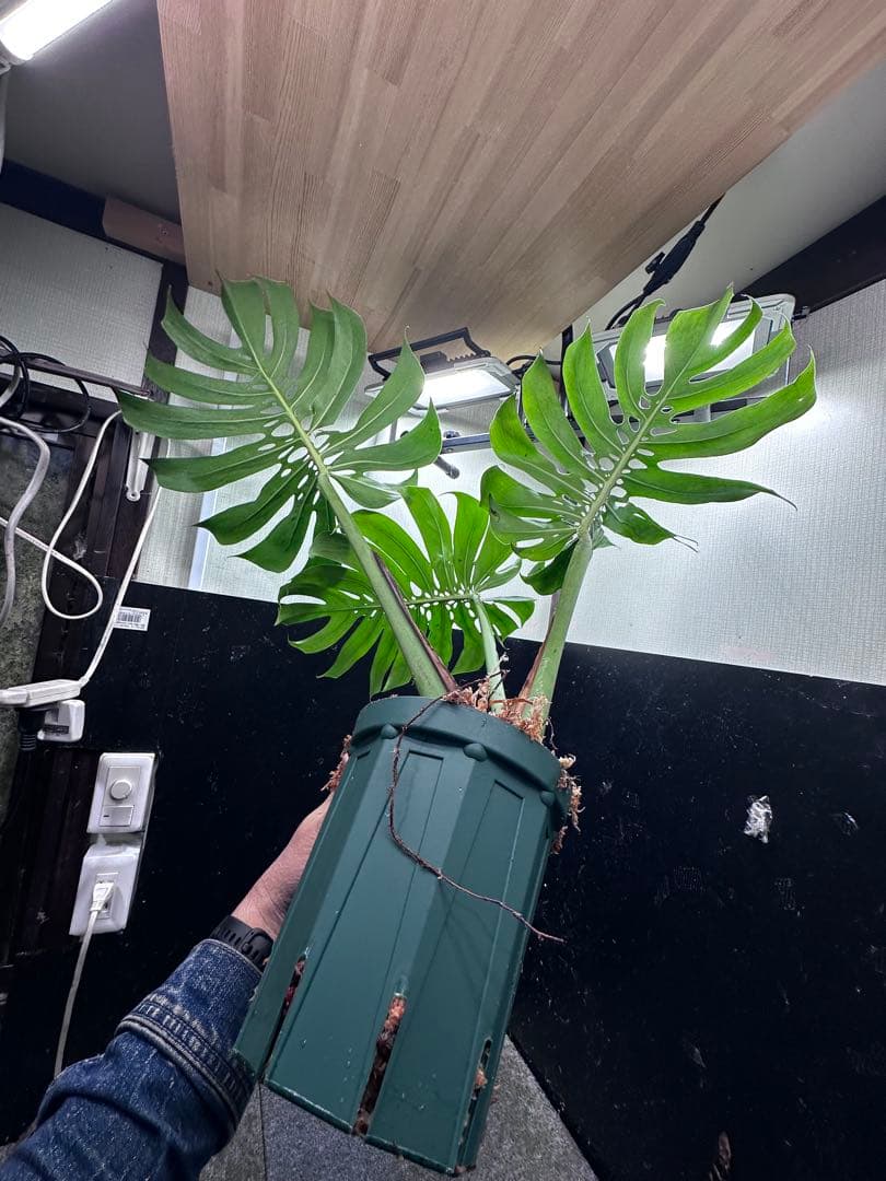 よ*君様 モンステラデリシオーサマクロコズム超希少系統鉢植え79㎝