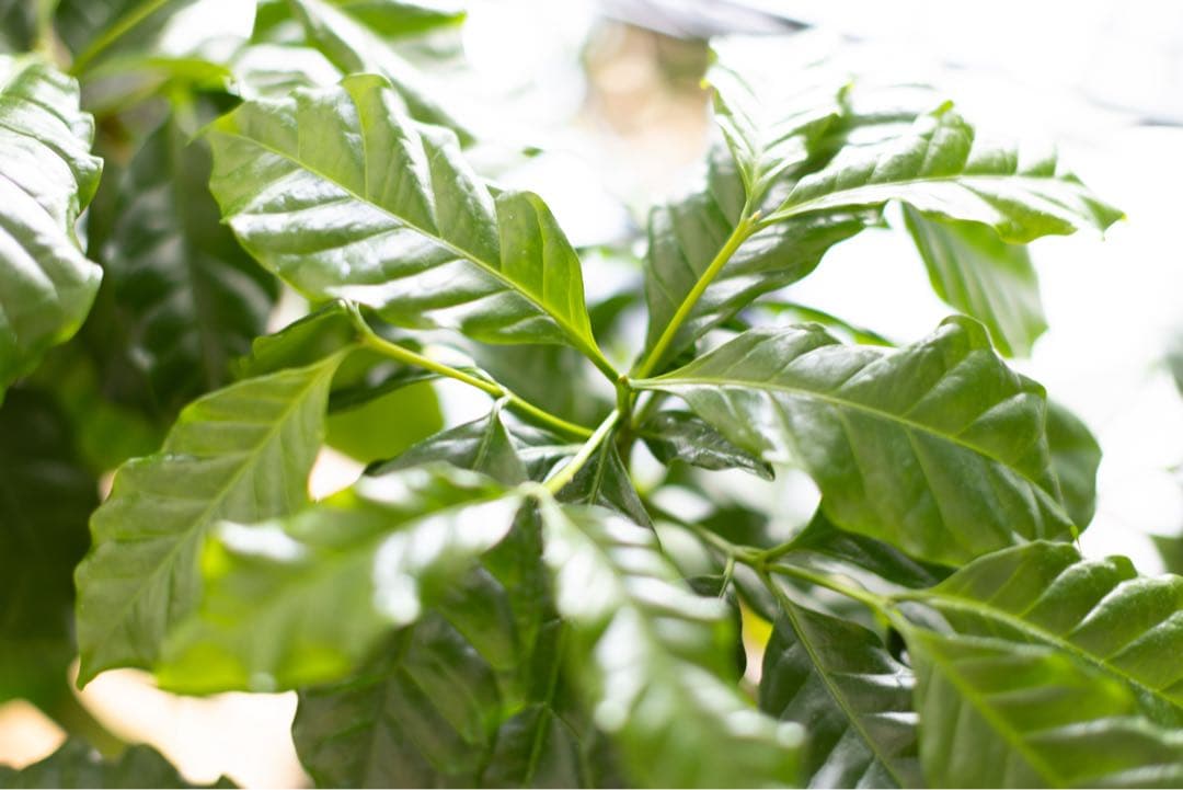 Canon（キヤノン）EF 50 MM F 1.2 L USM レンズのみ