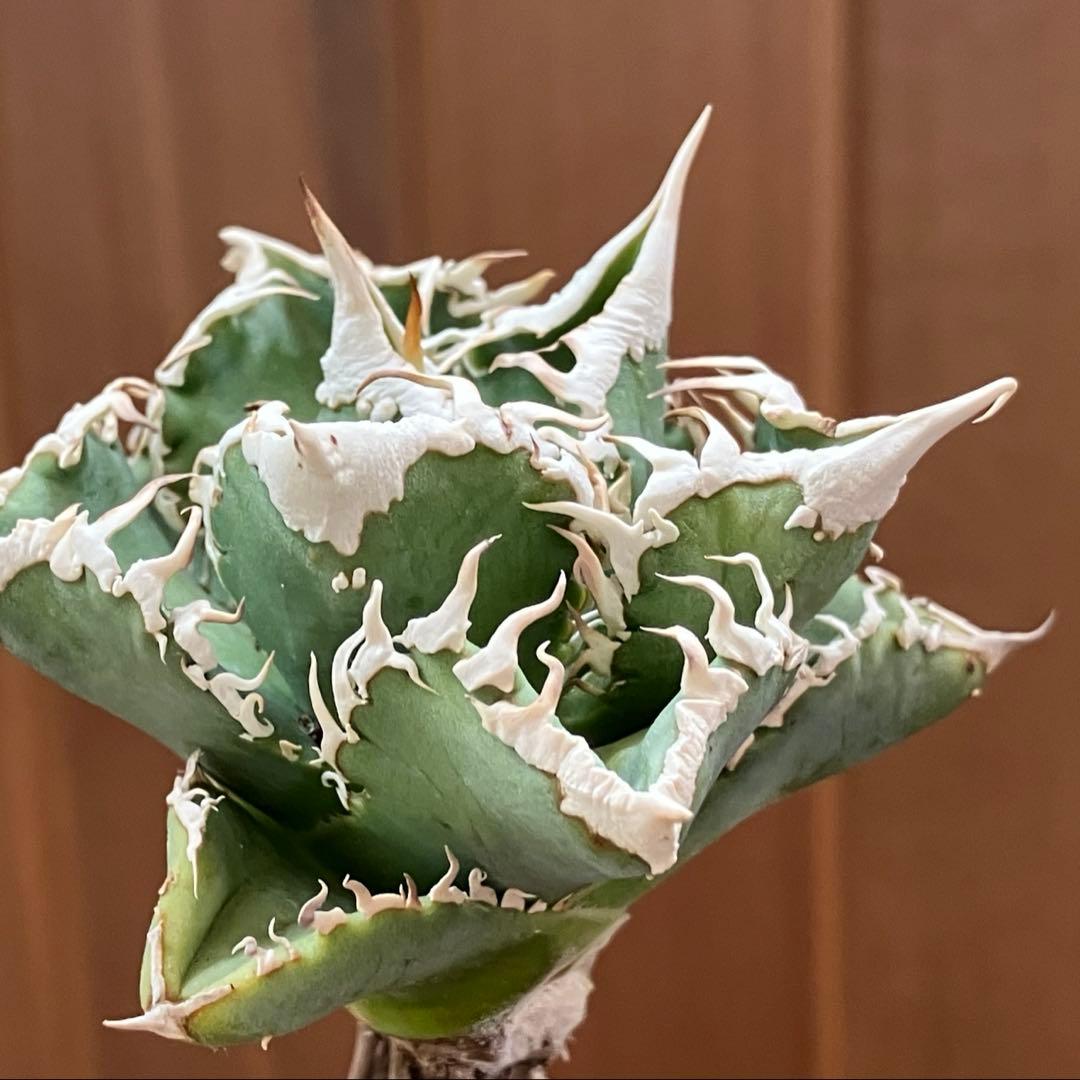 t*4様 【オークション】10 超選抜　美株　太棘　アガべ　チタノタ　白豪刺　T