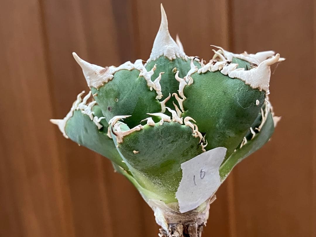 t*4様 【オークション】10 超選抜　美株　太棘　アガべ　チタノタ　白豪刺　T