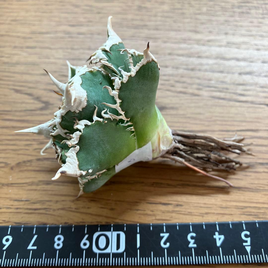 t*4様 【オークション】10 超選抜　美株　太棘　アガべ　チタノタ　白豪刺　T