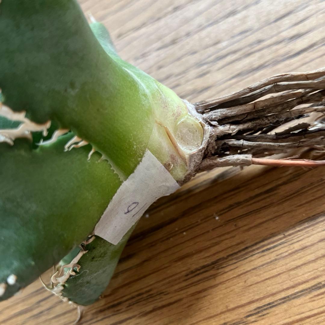 t*4様 【オークション】10 超選抜　美株　太棘　アガべ　チタノタ　白豪刺　T