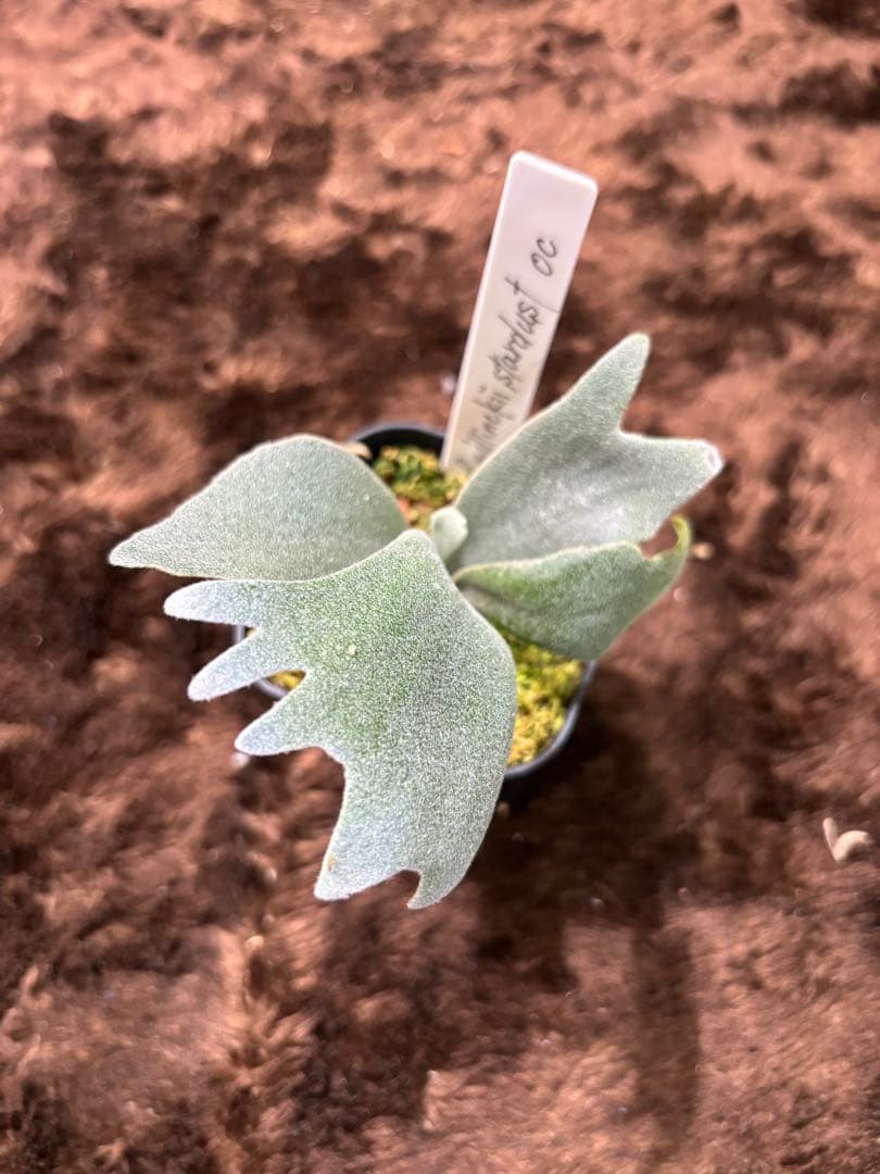 ビカクシダ P.willinckii stardust pup
