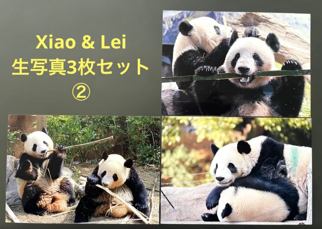 専用　シャオシャオ レイレイ　シャンシャン