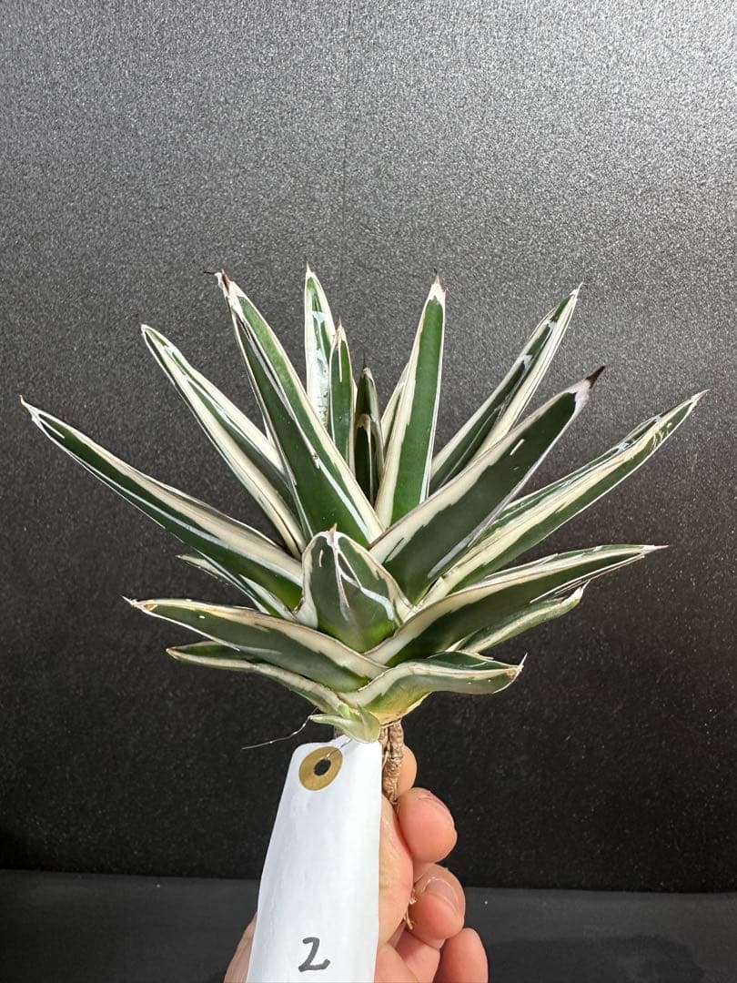 大特価【氷山　親株　完成苗⭐︎】　（アガべ　笹の雪）