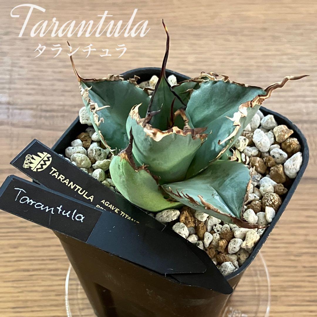 モ*ギ様 【初売りオークション】49 REZA産　長棘　アガベ　TARANTUL