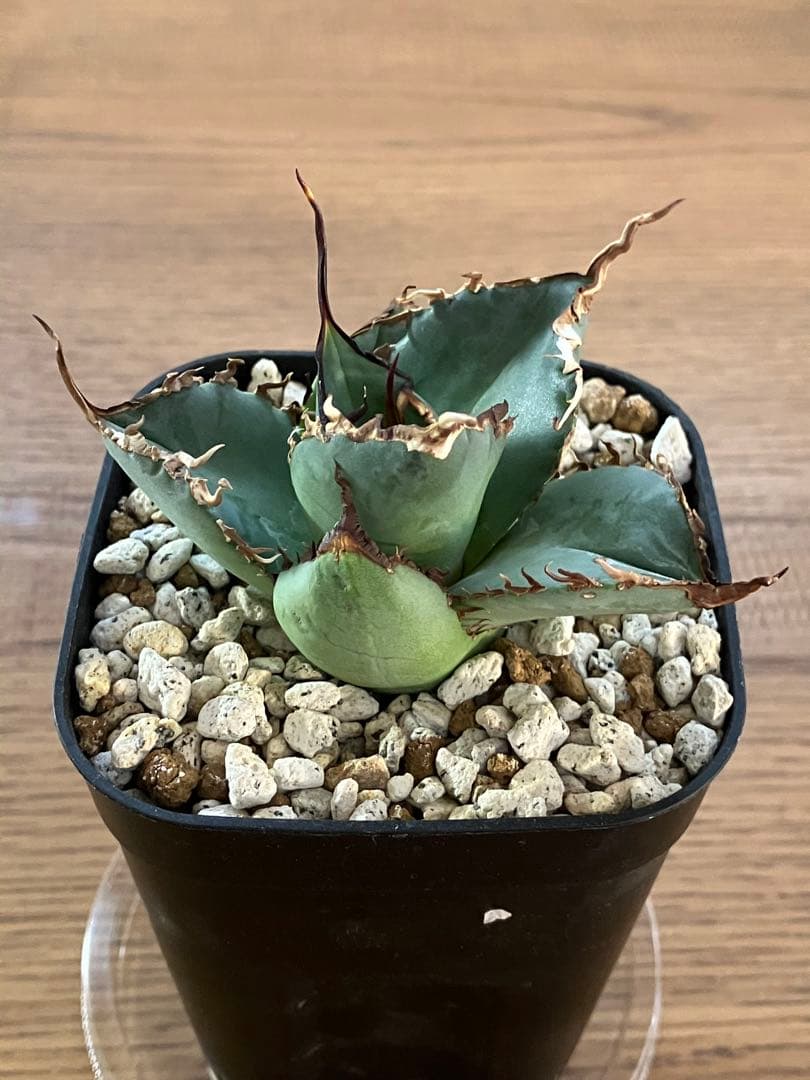 モ*ギ様 【初売りオークション】49 REZA産　長棘　アガベ　TARANTUL