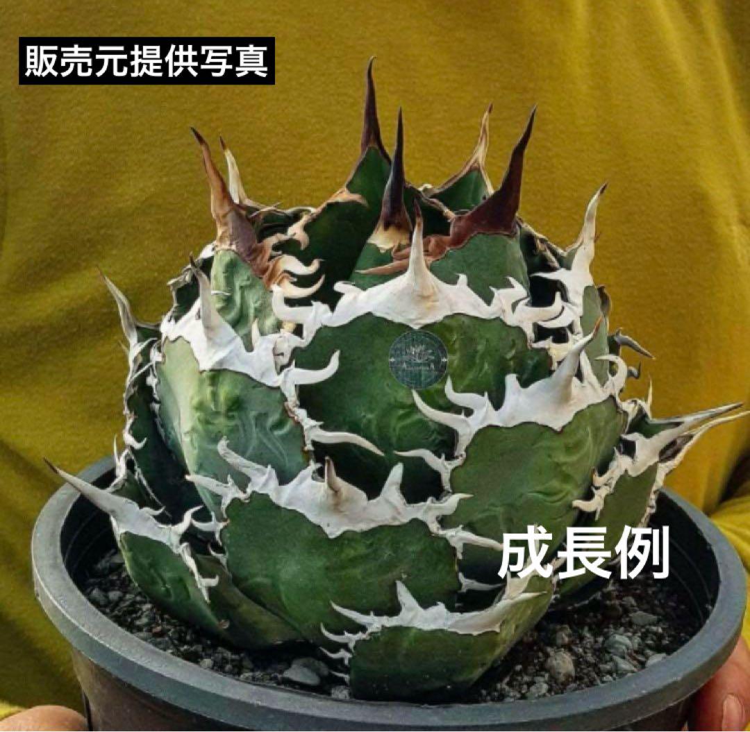 モ*ギ様 【初売りオークション】49 REZA産　長棘　アガベ　TARANTUL