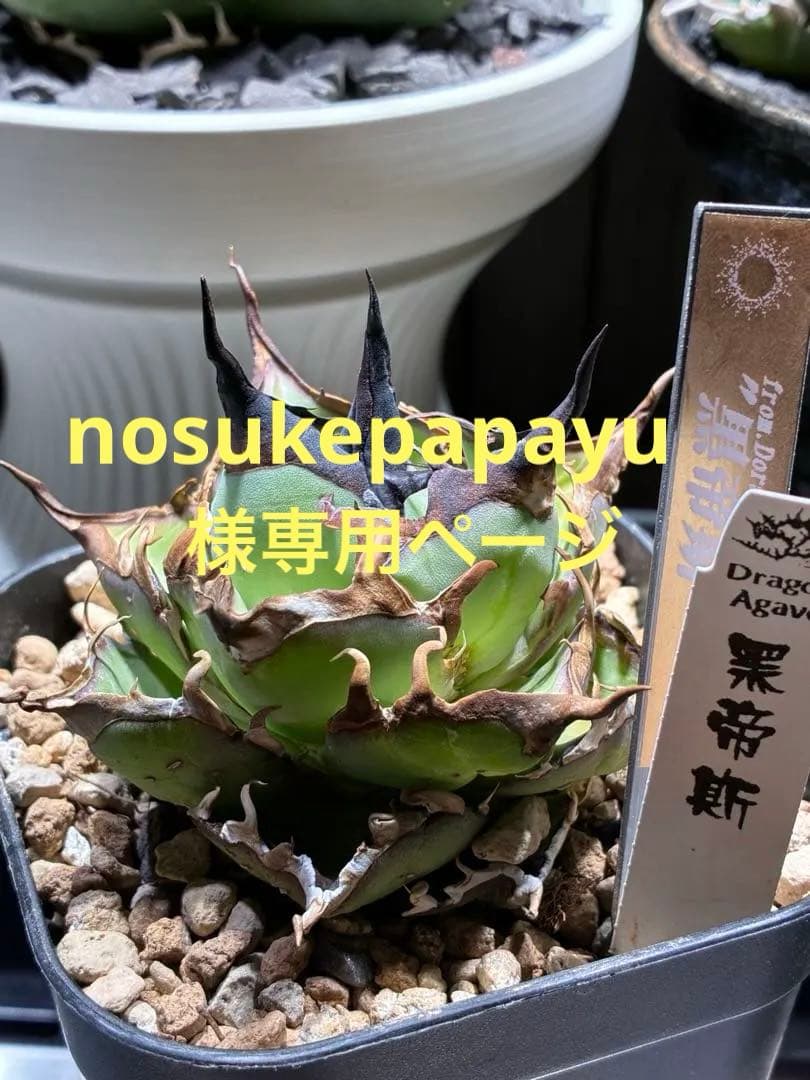 アガベ nosukepapayu