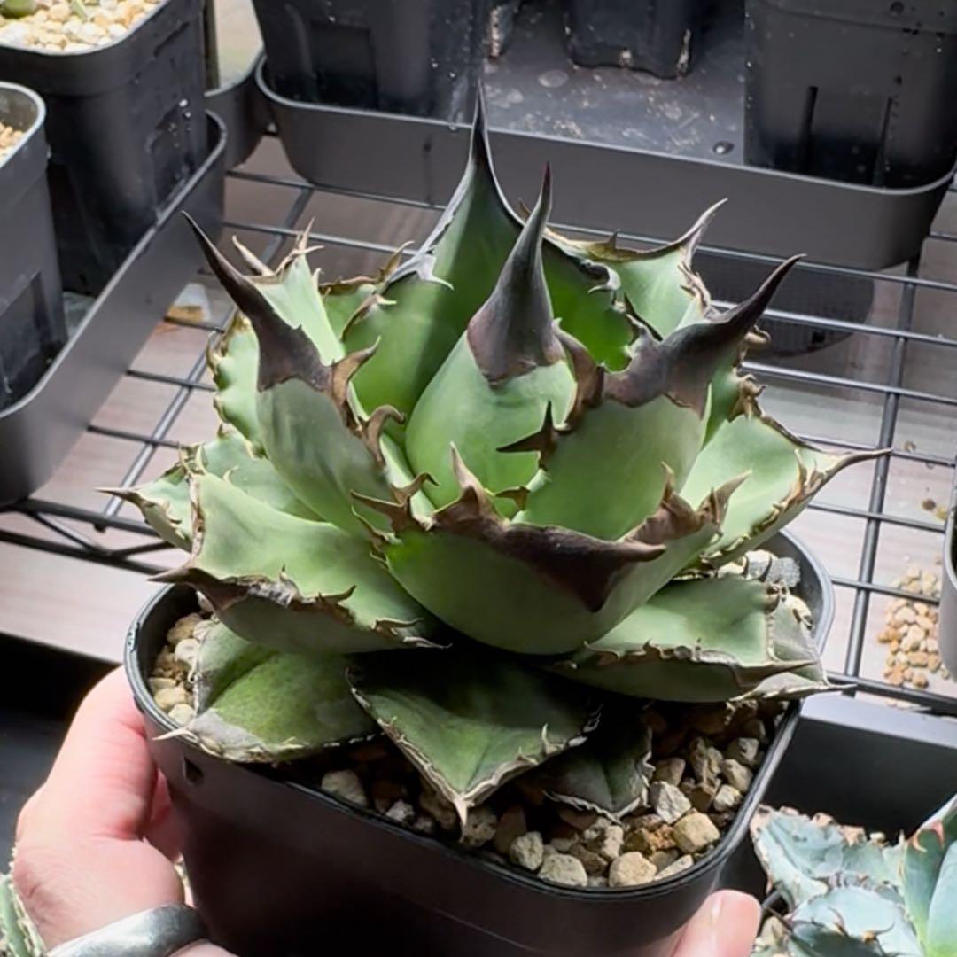 【コレクション出品】アガベ　チタノタ　オテロイ　キングアーサー　親株