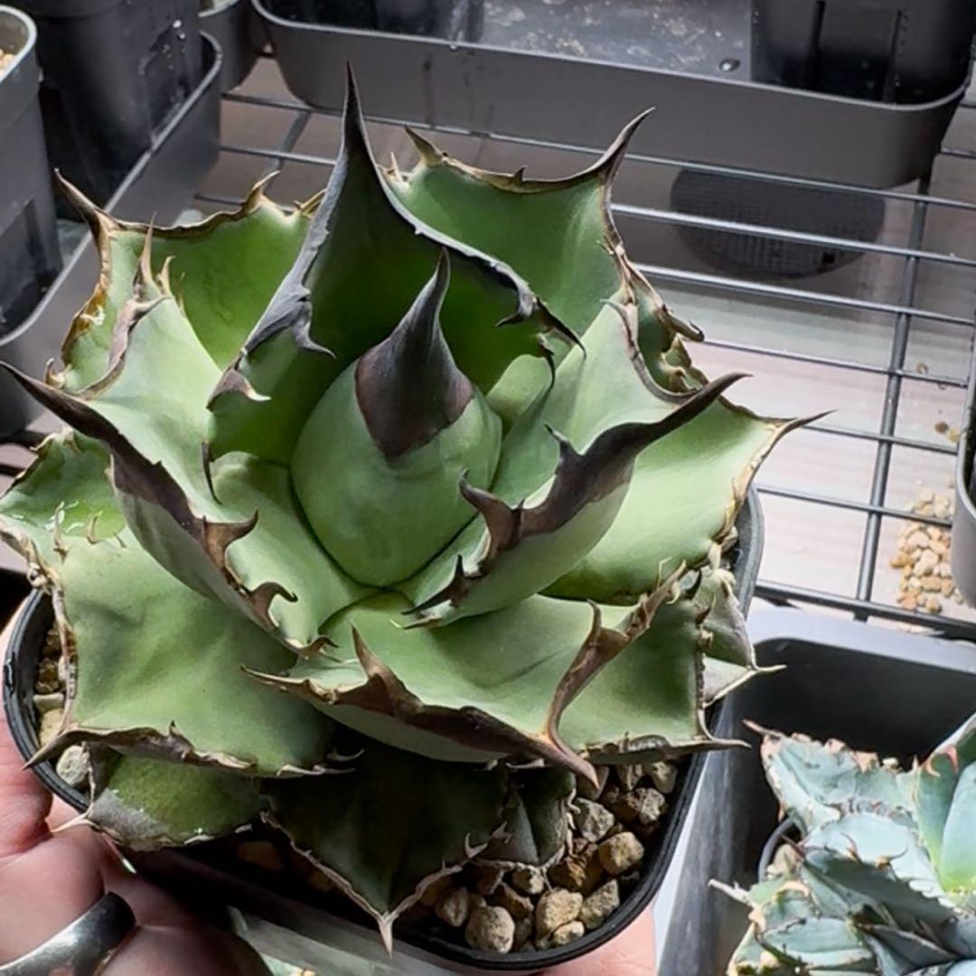 【コレクション出品】アガベ　チタノタ　オテロイ　キングアーサー　親株