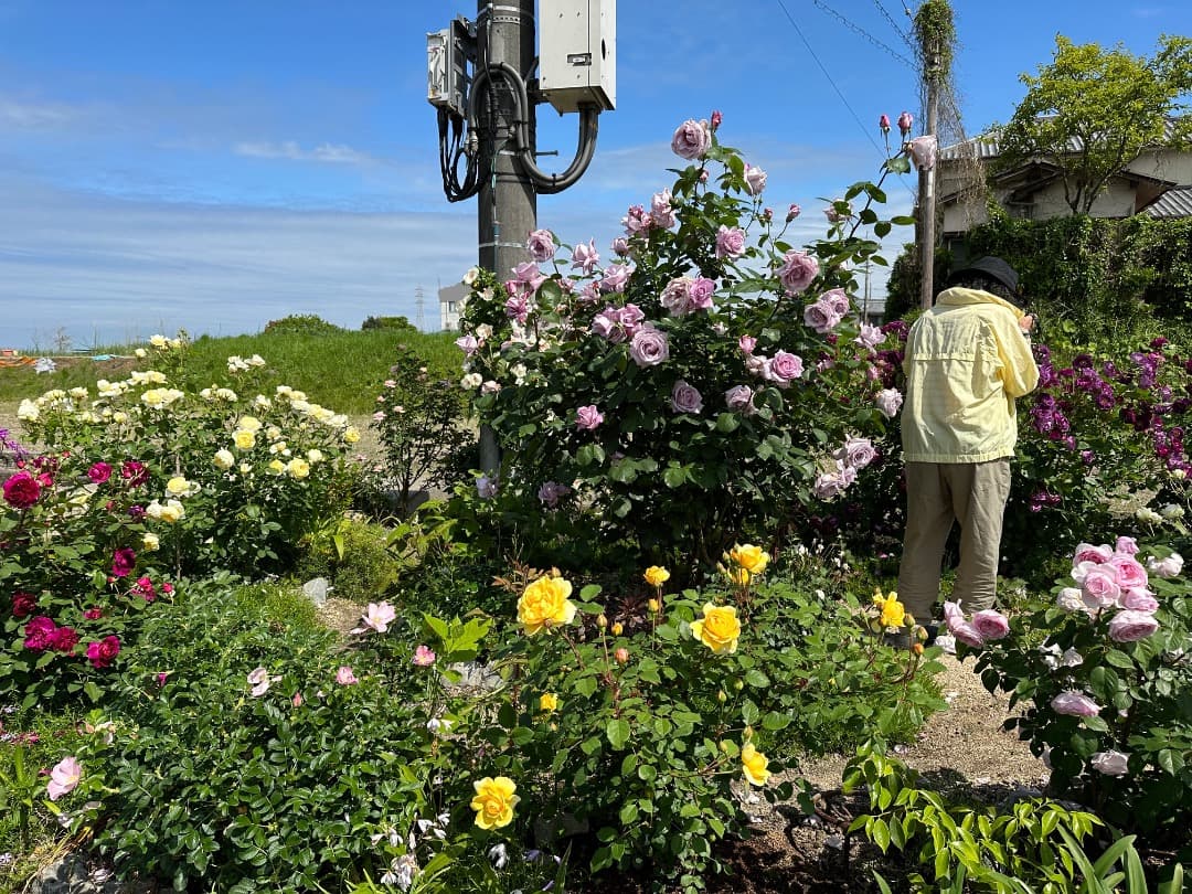 【バラ「超」大苗】　ブルームーン