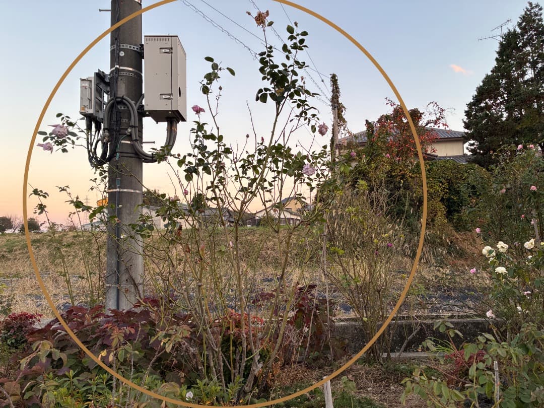 【バラ「超」大苗】　ブルームーン