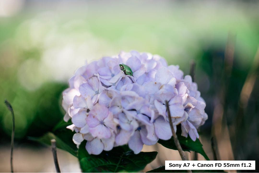 フィルムカメラ Canon FD 55mm 1:1.2 + FD28mm F2.8 S.C.