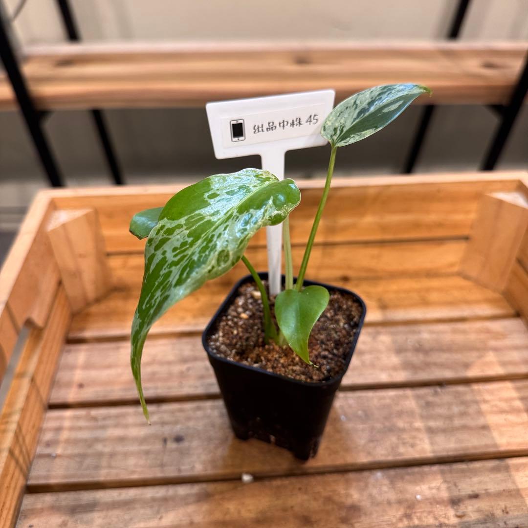 マ*ン様 45 モンステラ　デリシオーサ　バルバソー　斑入り　希少モンステラ　T