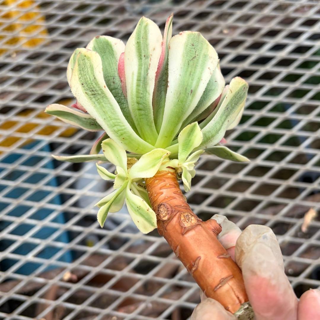 確認専用出品‼️アエオニウム　雨荷（2代） 法師錦　カット苗　ハロウィン　抜き苗