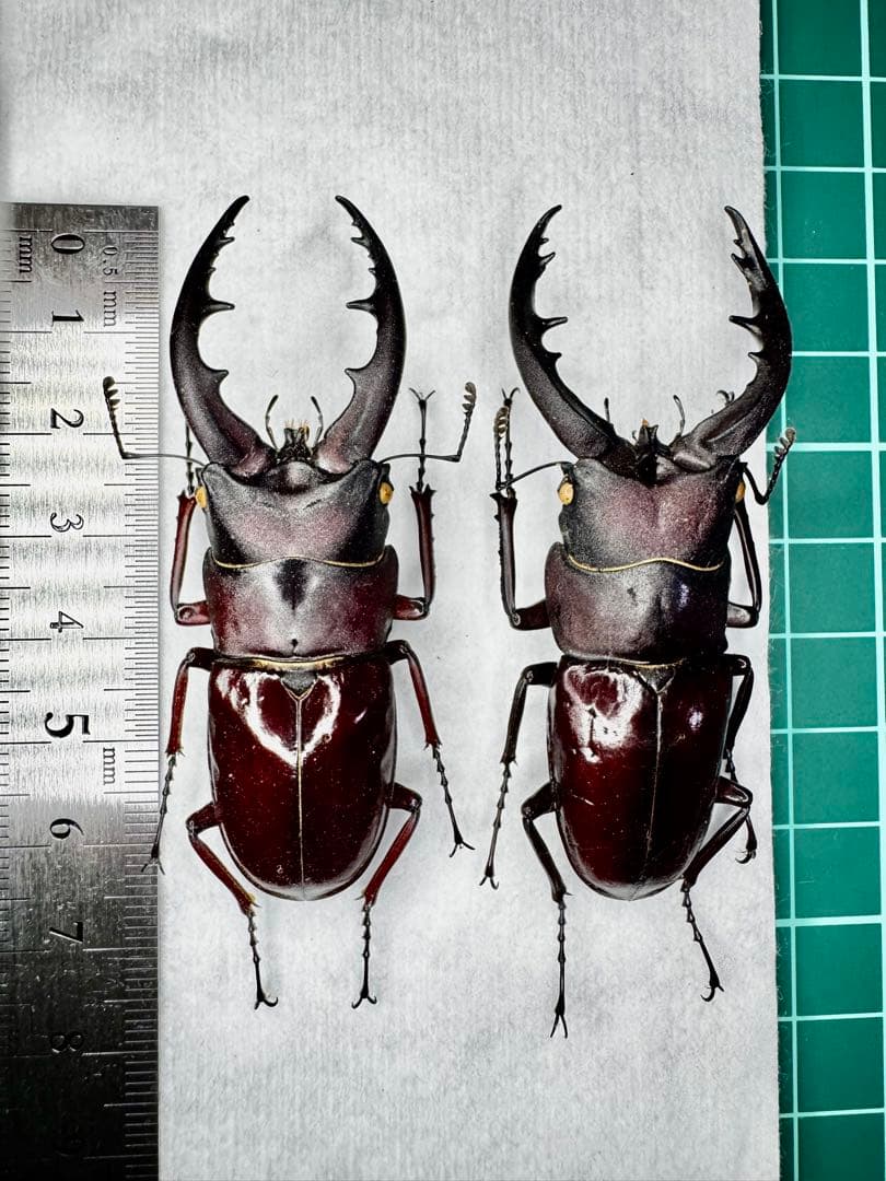 オキナワノコギリ トクノシマノコギリ 野外標本