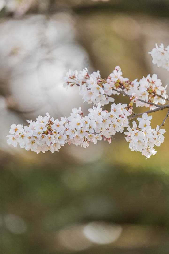 SIGMA 150-600mm F5-6.3 DG DN OS Eマウント