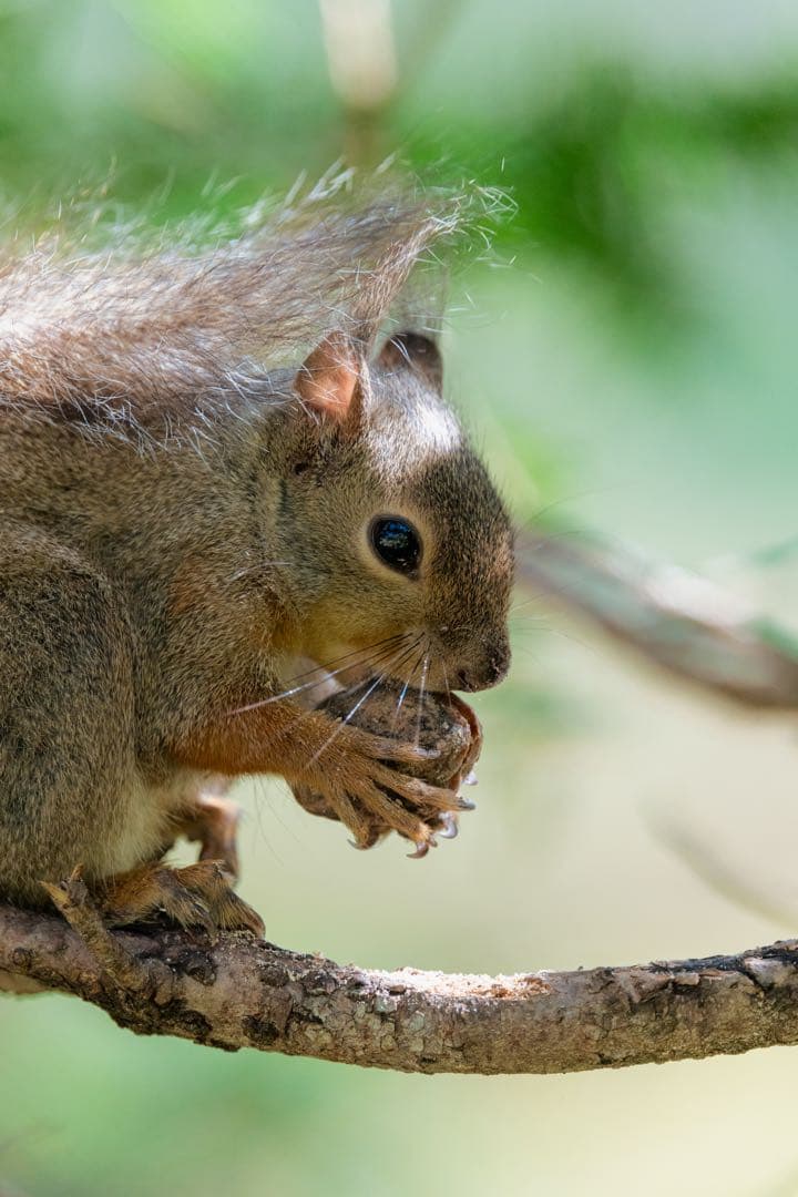 SIGMA 150-600mm F5-6.3 DG DN OS Eマウント