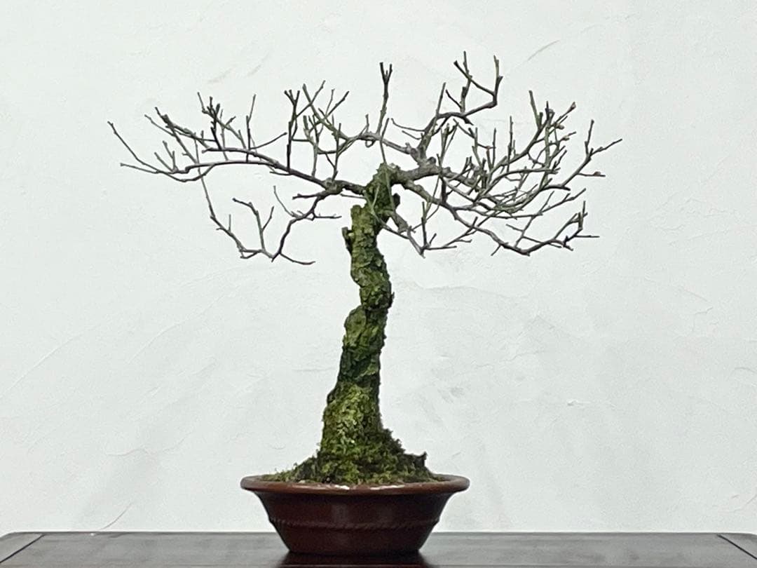 三河盆栽　野梅　盆栽　梅盆栽