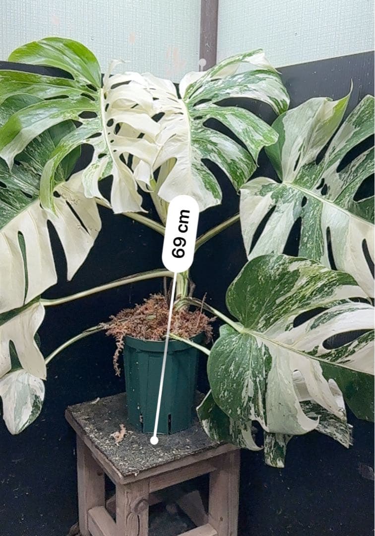 斑入りモンステラ ホワイトタイガー極美大株69cm白斑多