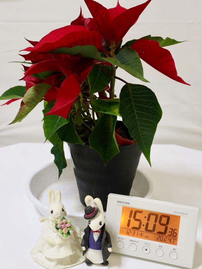 Canon EOS M5レンズセット