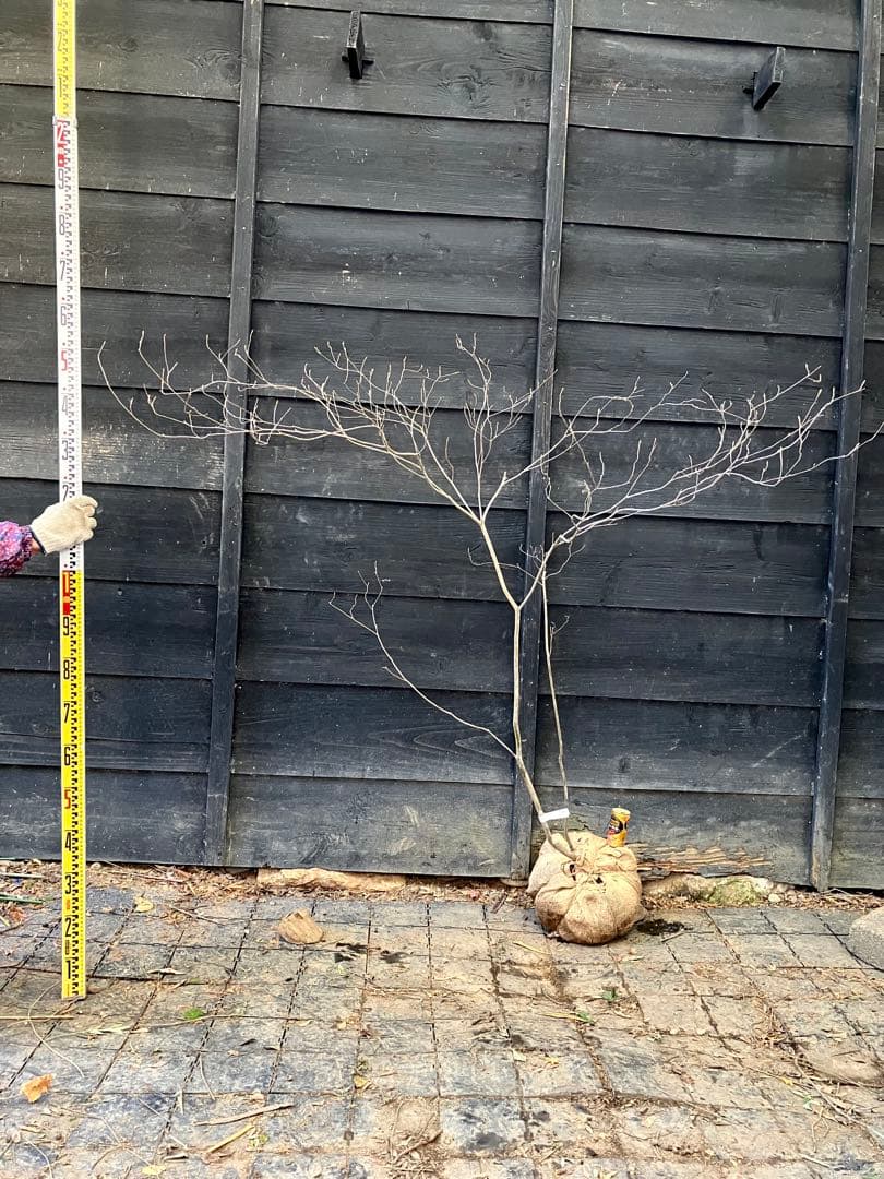 Poppopo　71 山採り　ミツバツツジ