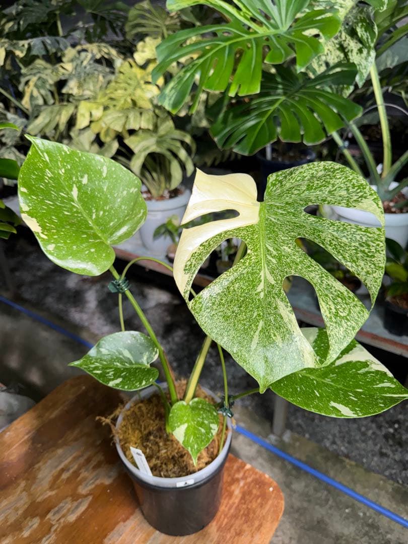 ご*ら様 2-1モンステラ　タイコンステレーション　スターライト