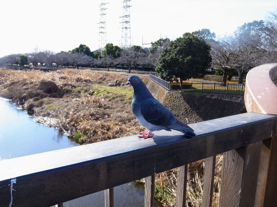 【Waltさま専用】【誰もが認める名機】RICOH GR DIGITAL Ⅲ