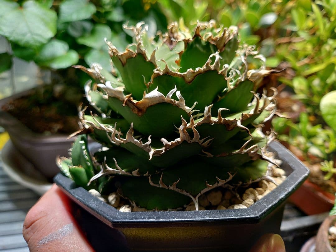 アガベ　フィリグリー　メルカリ便　子株付き