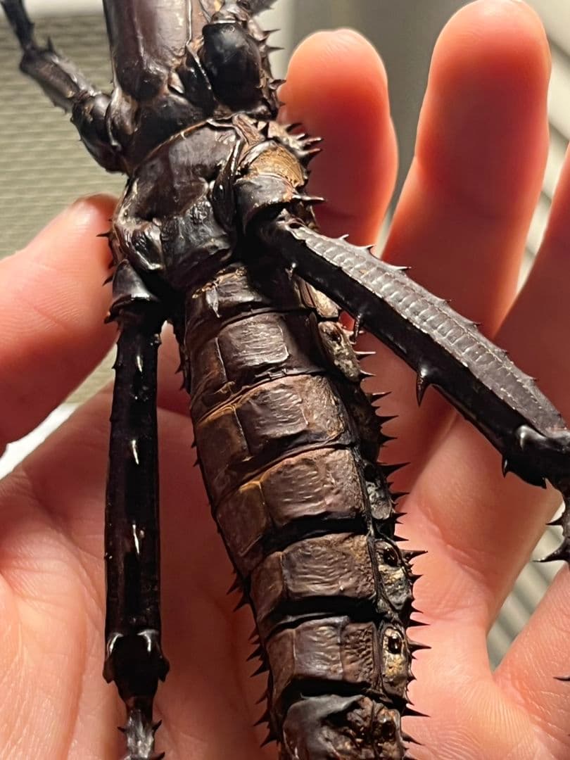 【特大♀】トゲアシフトナナフシオバケフトナナフシコノハムシカマキリバッタ直翅類