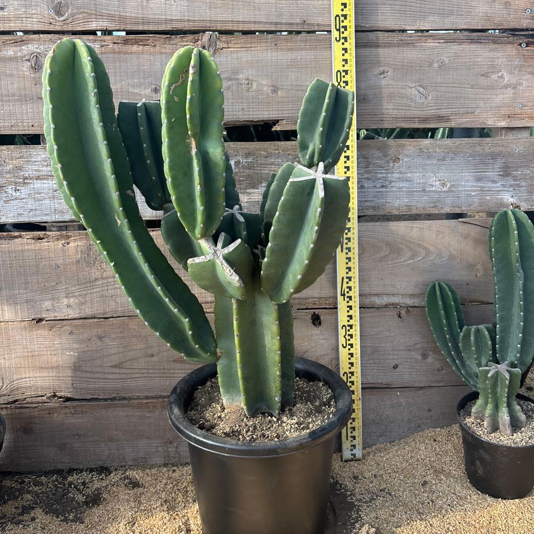 越冬済　柱サボテン　鬼面角　ドライガーデン　ブランチ　サボテン　ロストラータ