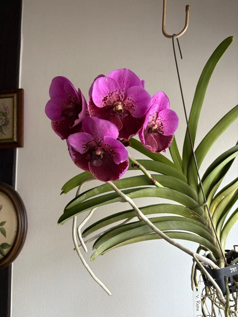 洋ラン バンダ 蘭 Renu Delight ツートン ①