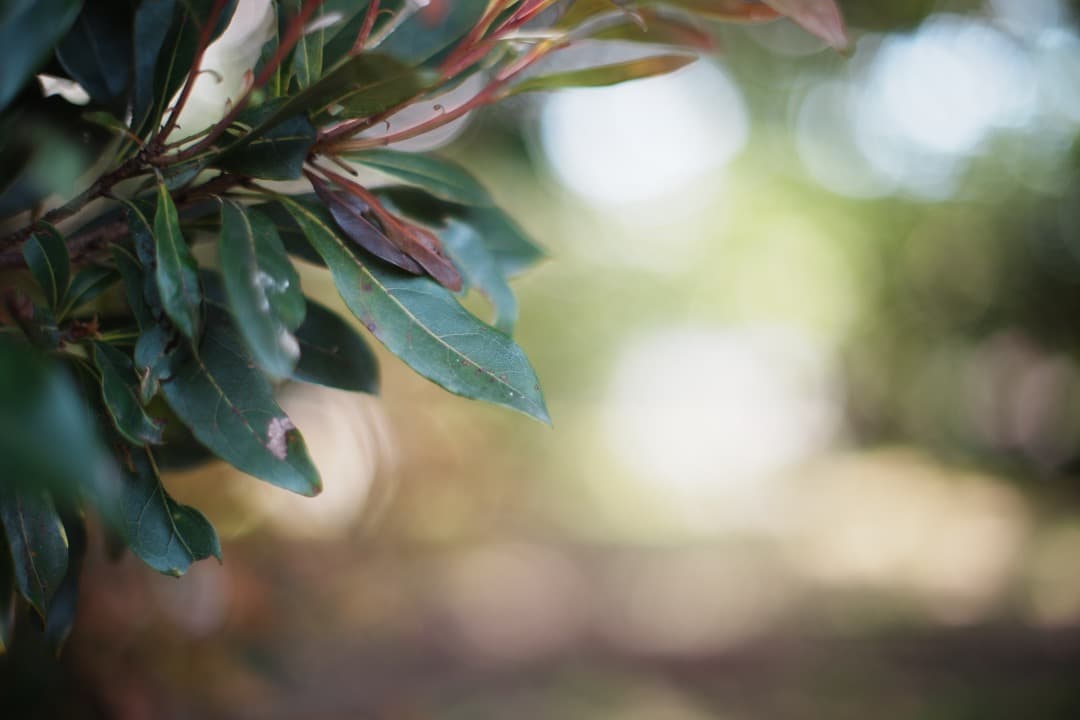 【美品】動作◎ オリンパス G.Zuiko auto 50mm F1.4 950