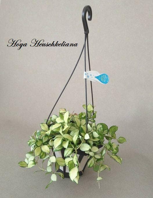ホヤ ヘウスケリアナ 斑入 花座 大鉢 アクアセル入り