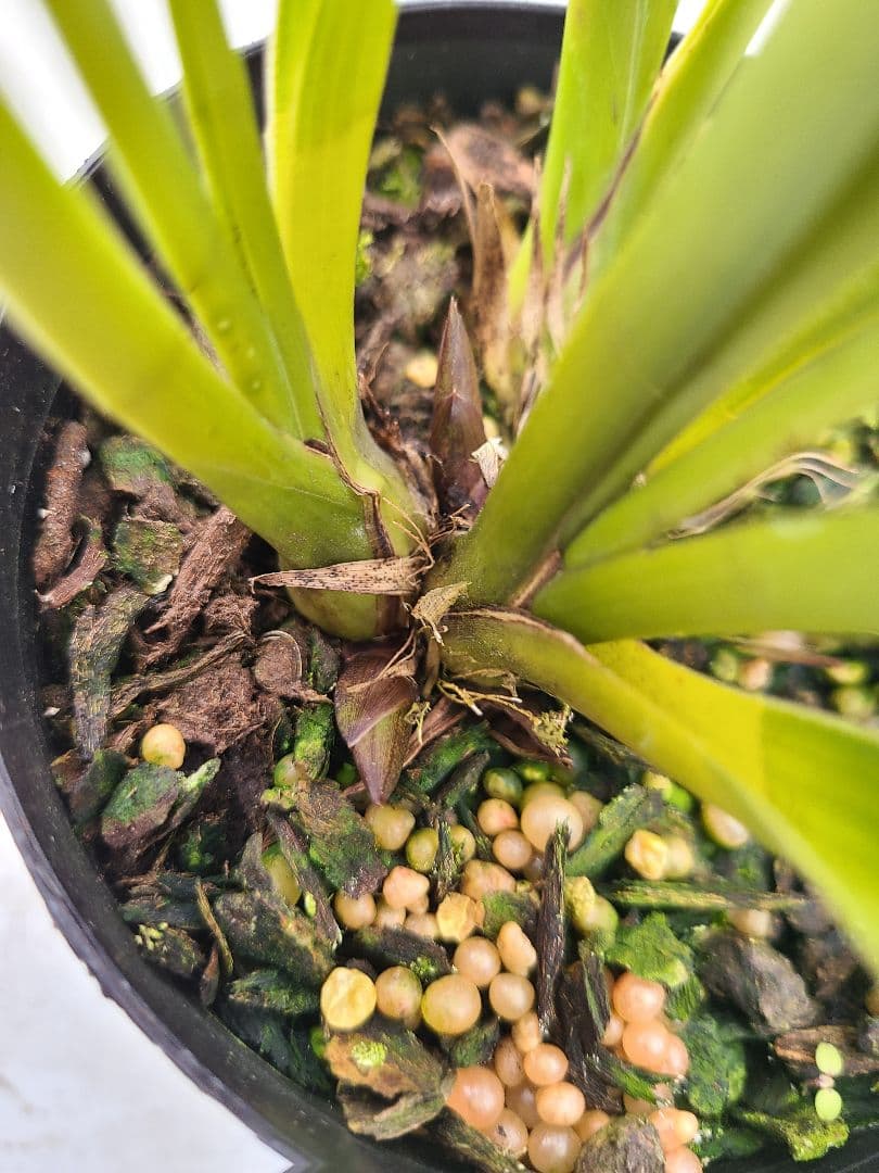 ミスマフェット。花芽合計11個。5鉢セット。蜜蜂誘引蘭。日本蜜蜂