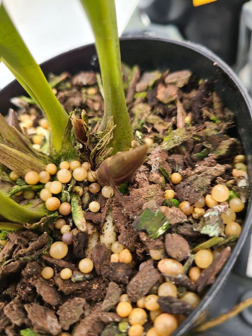 ミスマフェット。花芽合計11個。5鉢セット。蜜蜂誘引蘭。日本蜜蜂