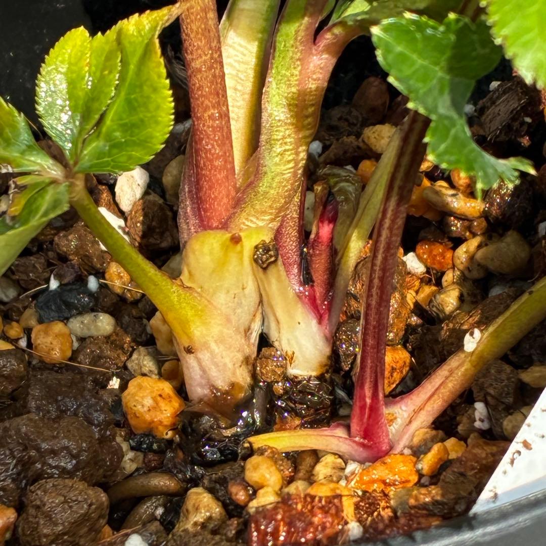 ˙*⋆様 3539☘️蕾花タグ付☘️蜃気楼交配⭐️特殊発色⭐️小輪⭐️オーレア⭐