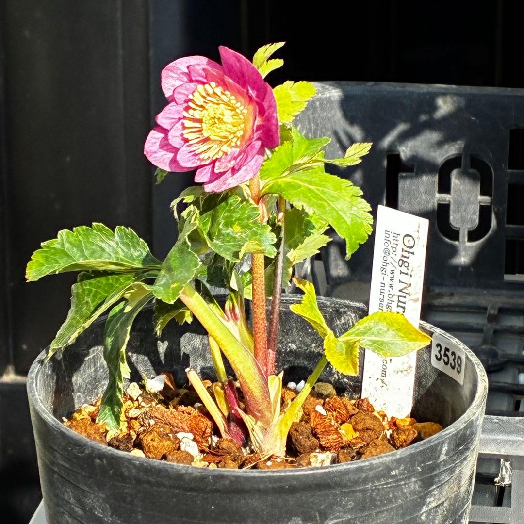 ˙*⋆様 3539☘️蕾花タグ付☘️蜃気楼交配⭐️特殊発色⭐️小輪⭐️オーレア⭐